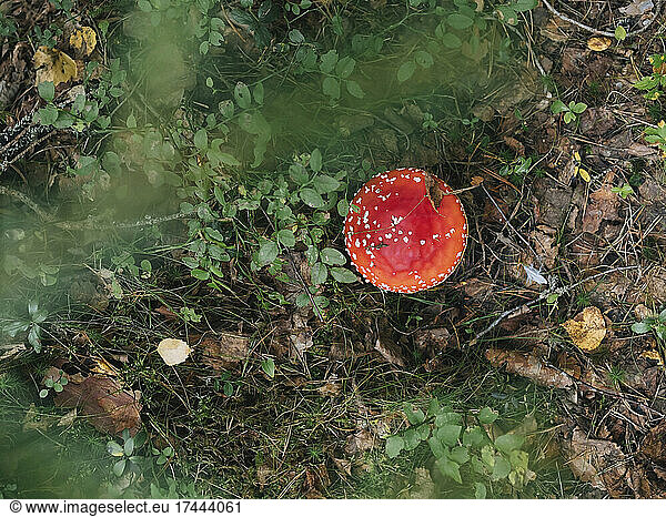 Fly agaric mushroom in forest