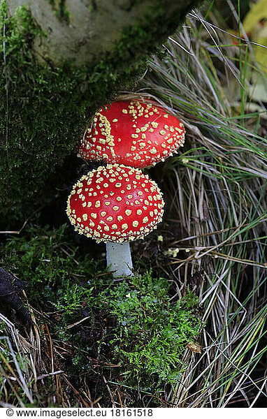 Fly agaric mushrooms (Amanita muscaria) growing on forest floor