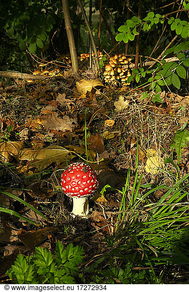 Fly agaric mushrooms (Amanita muscaria) growing outdoors