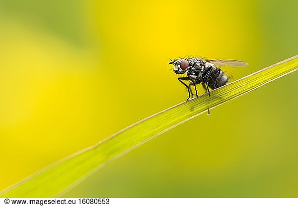 Fly on blade of grass in the spring  France