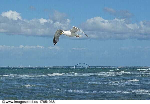 Flying european herring gull (Larus argentatus)  Fehmarnsund Bridge  Heiligenhafen  Schleswig-Holstein  Germany  Europe
