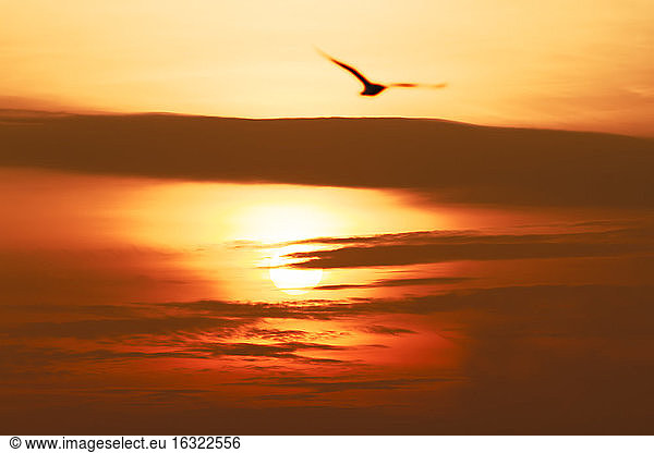 Flying seagull at sunset