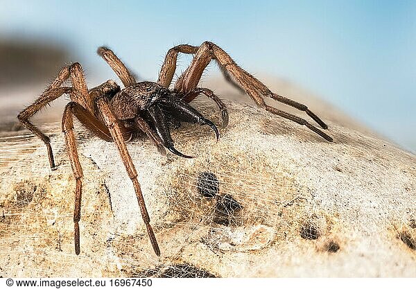 Focus Stacking  Common stone slab spider (Drassodes lapidosus)  England  UK