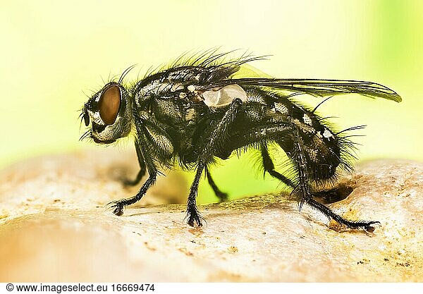 Focus Stacking picture of Common Flesh Fly (Sarcophaga carnaria) in Devon in England  UK