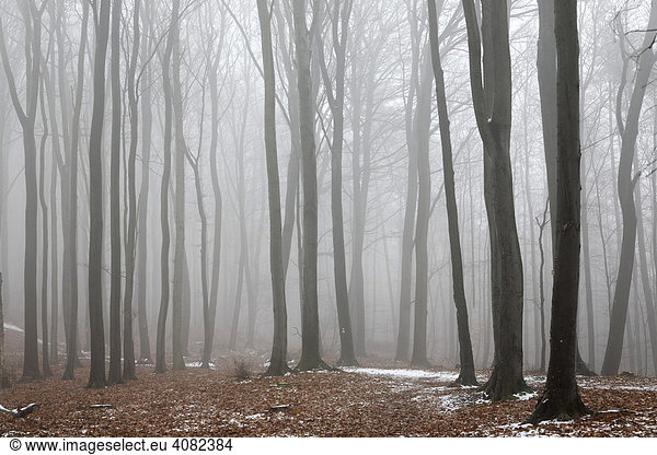Fog-enshrouded forest in wintertime  Palatinate region  Rhineland-Palatinate  Germany  Europe