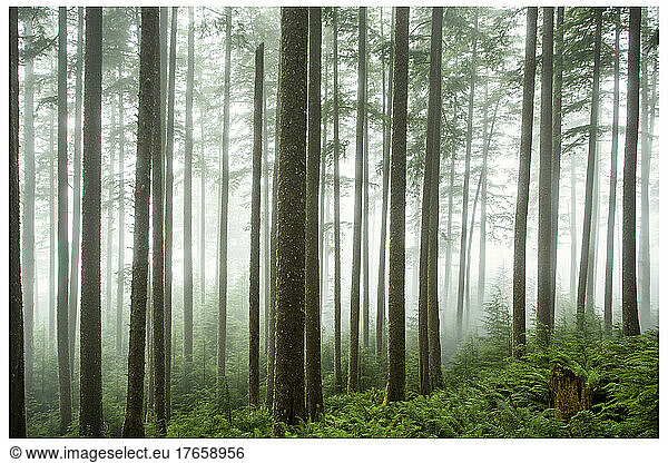 Fog in tall thin trees with ferns
