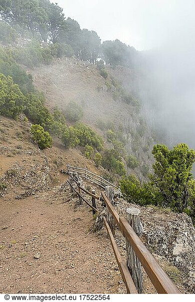 Fog over Camino Jinama hiking trail  El Hierro  Canary Islands  Spain  Europe
