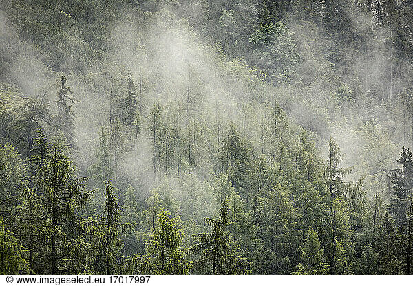 Fog over larch forest