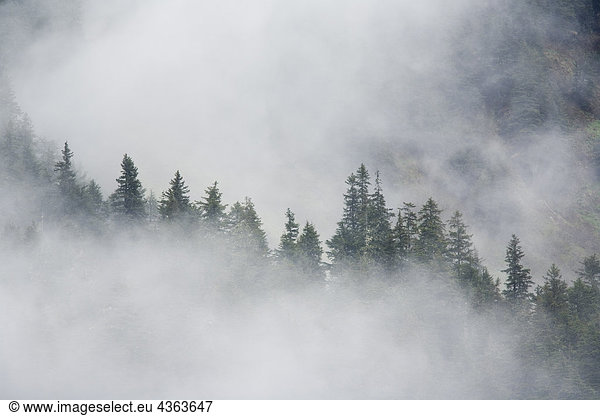 Fog rises among the trees on Fox Island. Kenai Fjords. Summer Kenai Peninsula Alaska.
