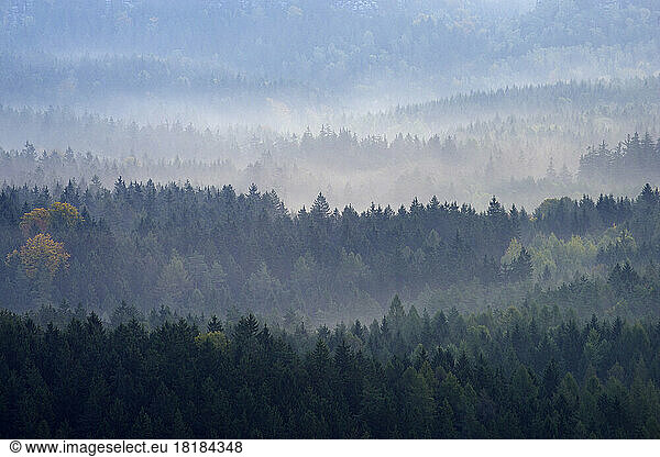 Fog-shrouded forest in Elbsandstein Mountains