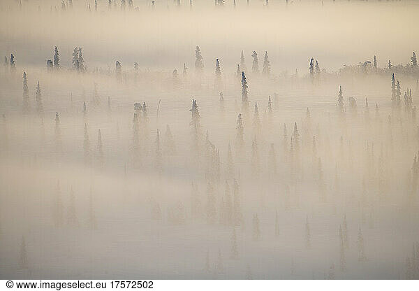 Foggy Alaska landscape with only tops of the trees showing