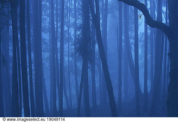 Foggy forest in Alishan Mountains
