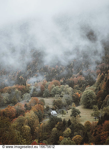 Foggy forest in moody autumn