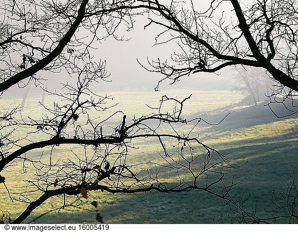 Foggy meadow with backlit branches. Perafita village countryside. Llu?an?s region  Barcelona province  Catalonia  Spain.