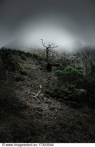 Foggy Mountain View With Dead Juniper Tree