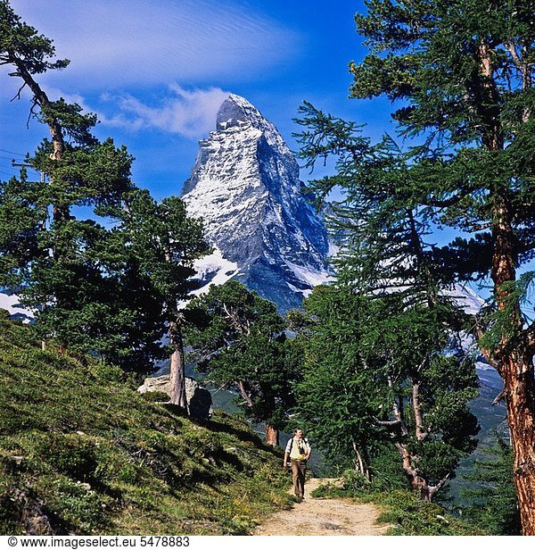folgen Baum wandern Matterhorn Kiefer Pinus sylvestris Kiefern Föhren Pinie Schweiz Zermatt Kanton Wallis