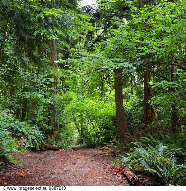 folgen Überfluss Wald British Columbia Kanada Vancouver