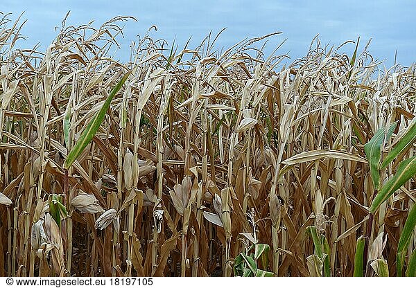 Folgen des Klimawandels  vertrocknetes Maisfeld in Deutschland