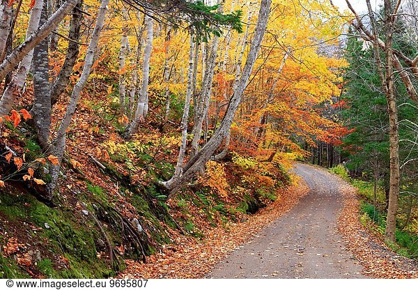 folgen Fernverkehrsstraße Wald Herbst Kanada Nova Scotia Neuschottland