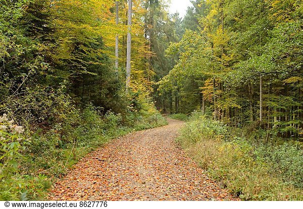 folgen gehen Landschaft klein Wald Herbst Bayern Deutschland Oberpfalz
