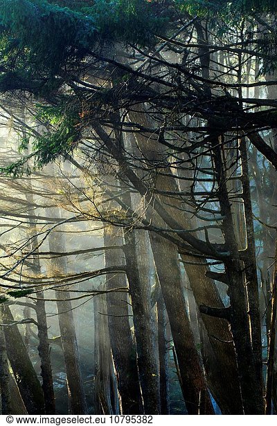 folgen Wald Nebel vorwärts Fichte Olympic Nationalpark