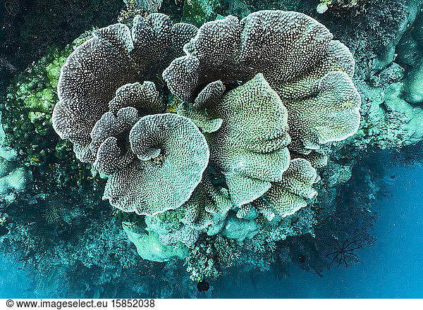 Foliose or hard coral at the Great Barrie Reef