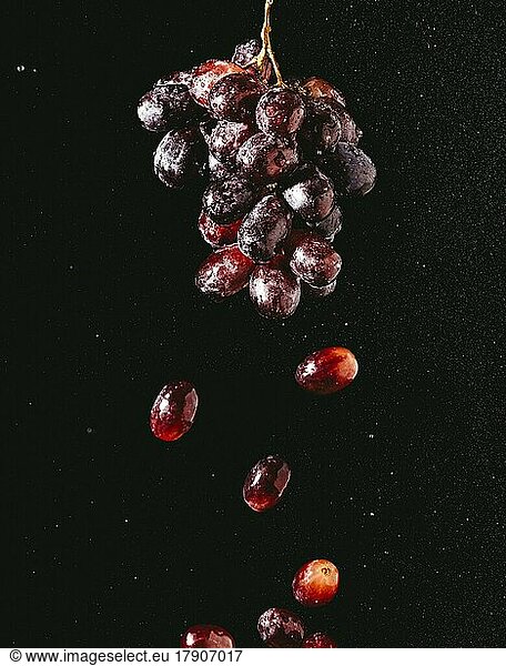 Food photography  grapes (Vitis) with water drops