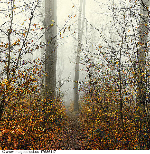 Footpath in autumn forest shrouded in thick fog