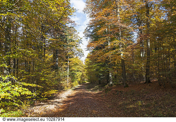 Footpath passing through forest  Bavaria  Germany