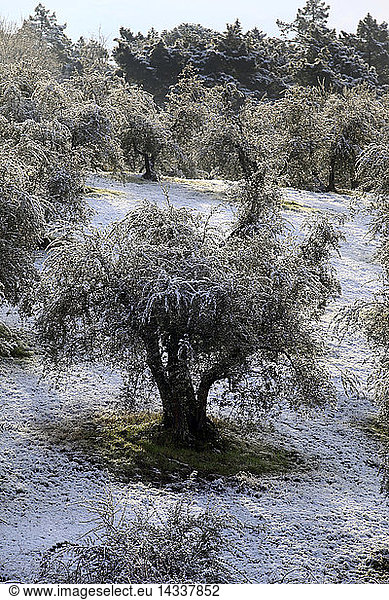 Foreshortening  olive grow  Chianti country Tuscany Italy  Europe