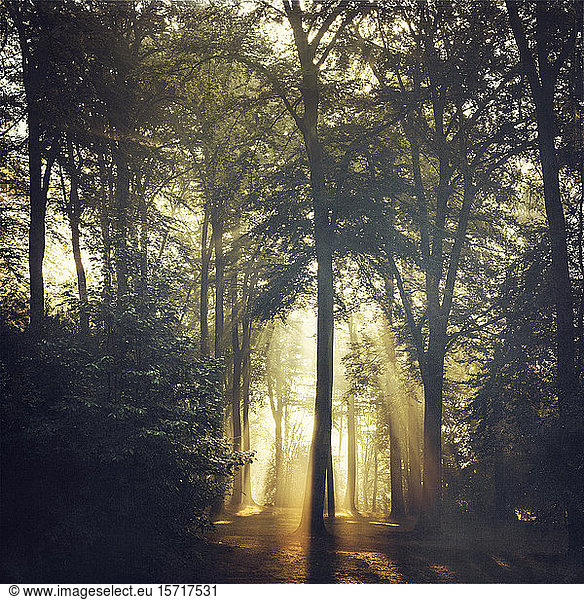 Forest and sun light at forest glade
