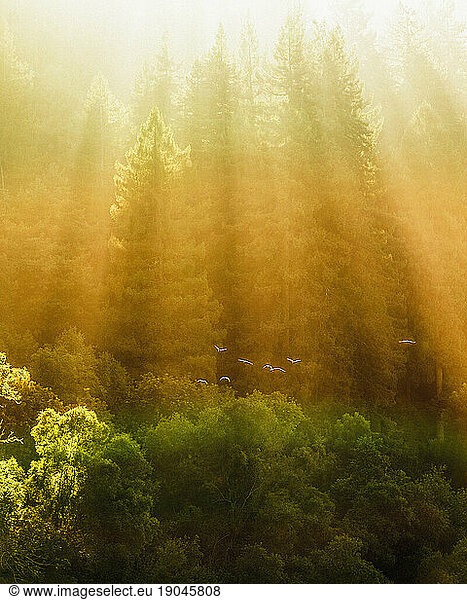 Forest and sun rays.