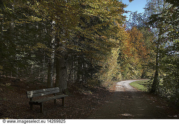 Forest around the Bavarian Forest National Parck  Bavaria  Germany  Europe