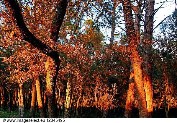 Forest at sunset Girona Catalonia Spain