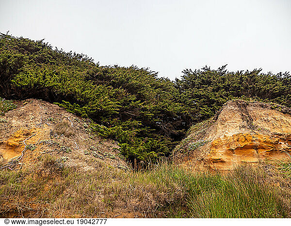 Forest clinging to coastal bluff