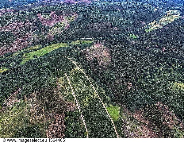 Forest damage in the Arnsberger Wald nature park Park  Sauerland  near Warstein  Germany  Europe