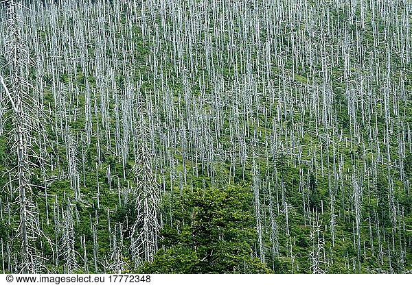Forest dieback on the Lusen  Bavarian Forest  Bavaria  Germany  Europe