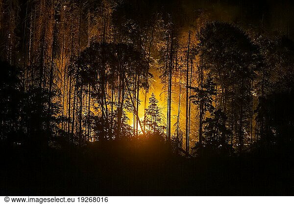 Forest fire