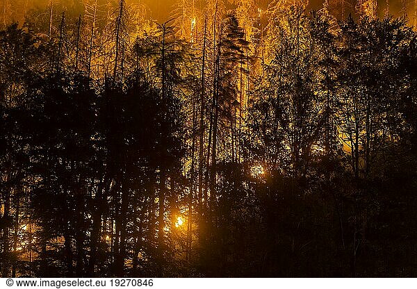 Forest fire