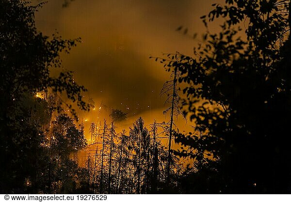 Forest fire