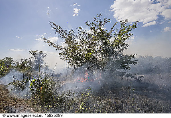 Forest fire  Cuba