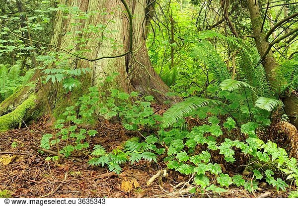forest floor and western redcedar Thuja plicata  Pacific Spirit Park  University of British Columbia  Vancouver  British Columbia  Canada