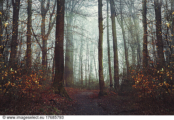 Forest footpath at foggy autumn dawn