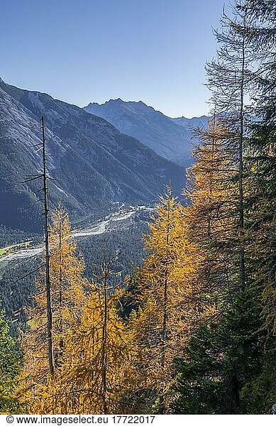 Forest in autumn  mountain landscape near the Große Arnspitze  near Scharnitz  Bavaria  Germany  Europe