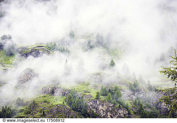 Forest in the mountains in mist or fog  elevated view