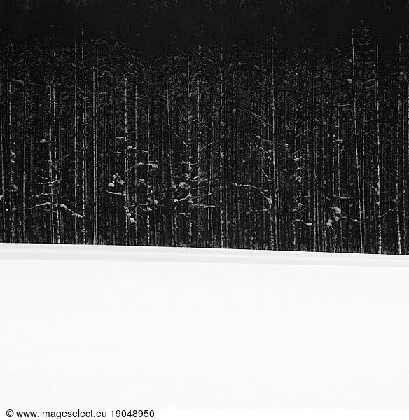 Forest in the snow  Hokkaido  Japan