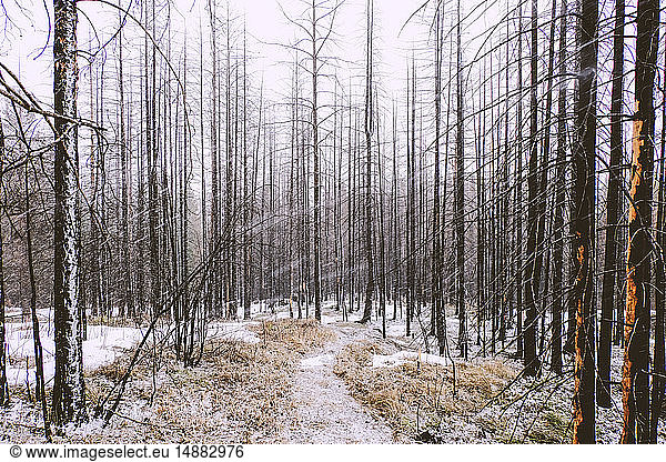 Forest in winter  Ural  Sverdlovsk  Russia