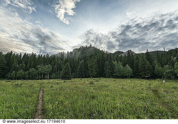 Forest landscape in the Mount Evans Wilderness  Colorado