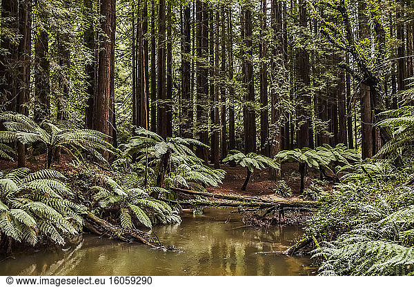 Forest of California Redwoods; Buchenwald  Victoria  Australien