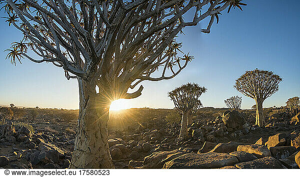 Forest of Quiver tree (Aloidendron dichotoma),  Namibia